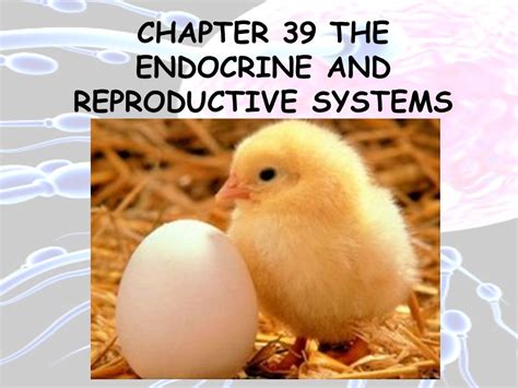 Read Chapter 39 Endocrine Reproductive Systems Answer Key 