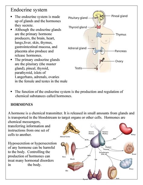 Full Download Chapter 39 The Endocrine System 