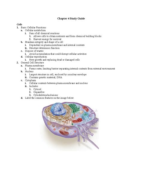 Full Download Chapter 4 Study Guide Cell Structure And Function 