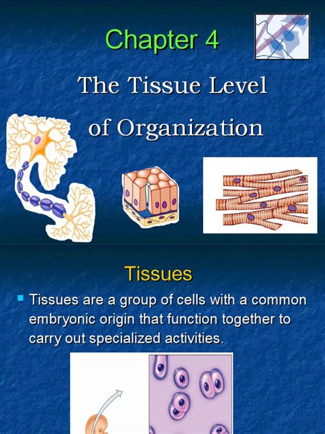 Full Download Chapter 4 Tissue Level Organization 