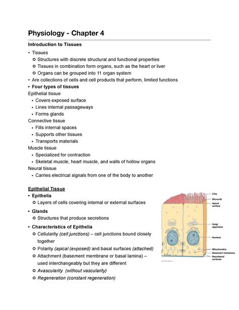 Download Chapter 4 Tissues Exam Answers 