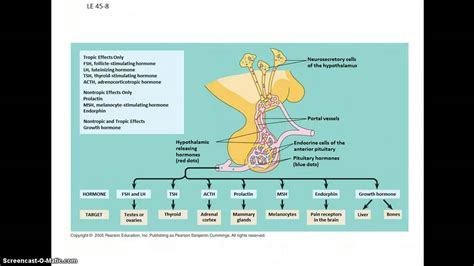 Full Download Chapter 45 Ap Bio Guide Answer Key 