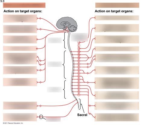 Read Chapter 49 Nervous System Reading Guide Answers 