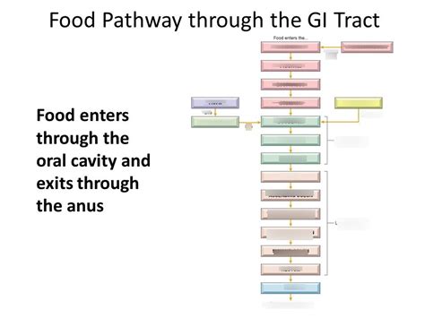 Full Download Chapter 5 Digestive System 