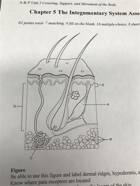 Read Online Chapter 5 The Integumentary System Quizlet 