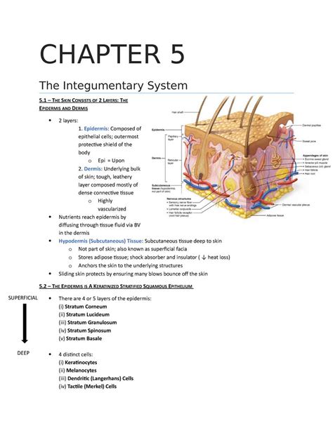 Download Chapter 5 The Integumentary System Test 