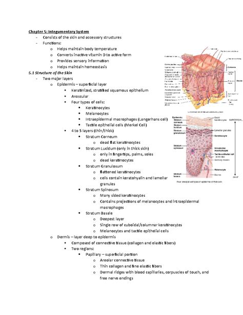 Read Chapter 5 The Integumentary System Worksheet Answers 