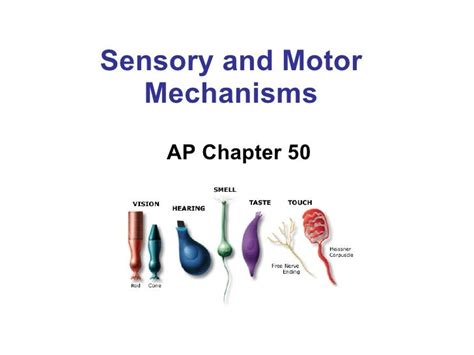 Full Download Chapter 50 Sensory And Motor Mechanisms Answers 