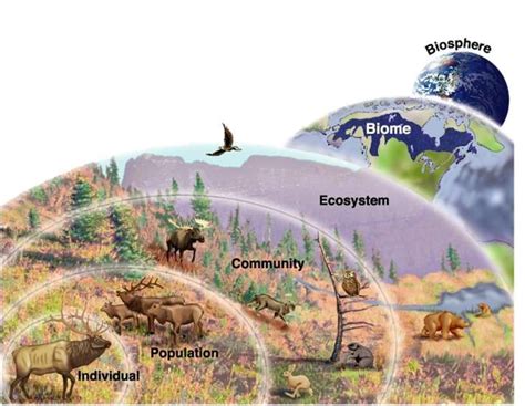 Full Download Chapter 6 Population And Community Ecology 