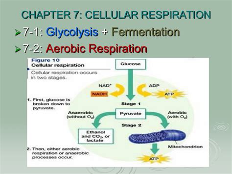 Full Download Chapter 7 Cellular Respiration Test 