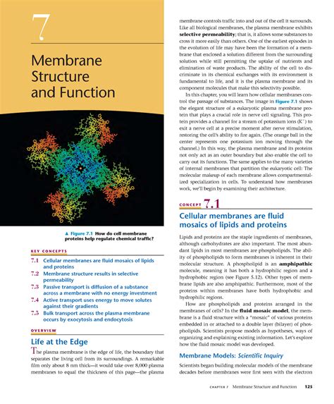 Read Online Chapter 7 Membrane Structure And Function 