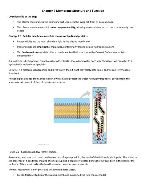 Read Online Chapter 7 Membrane Structure And Function 