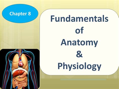 Read Online Chapter 8 Anatomy And Physiology 