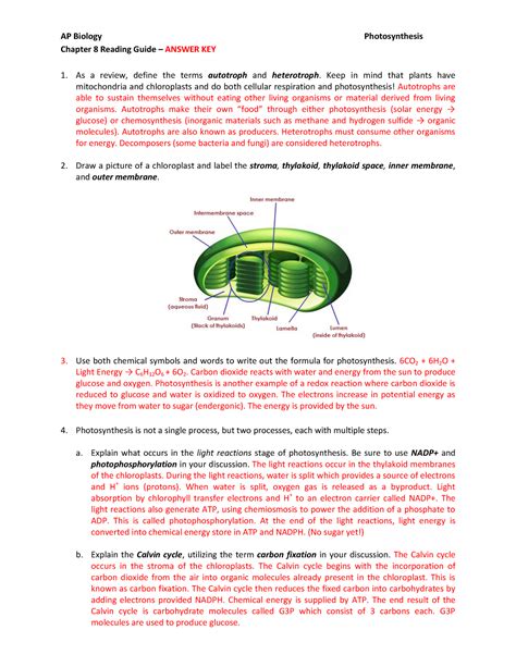Full Download Chapter 8 Photosynthesis Wordwise Answer Key 