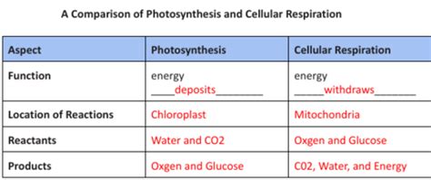 Read Chapter 9 Cellular Respiration Quizlet 