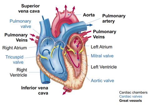 Full Download Chapter Cardiovascular System 