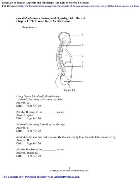 Read Chapter Practice Tests Pearson Anatomy And Physiology 