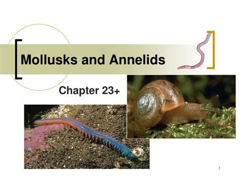Download Chapter Test B Mollusks And Annelids 