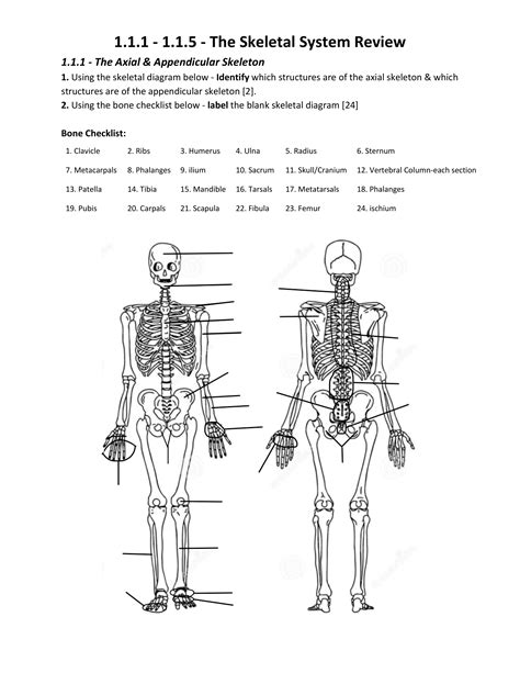 Full Download Chapter36 The Skeletal System Review Answers 