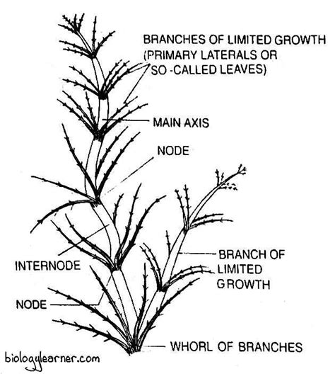 Chara Algae Diagram