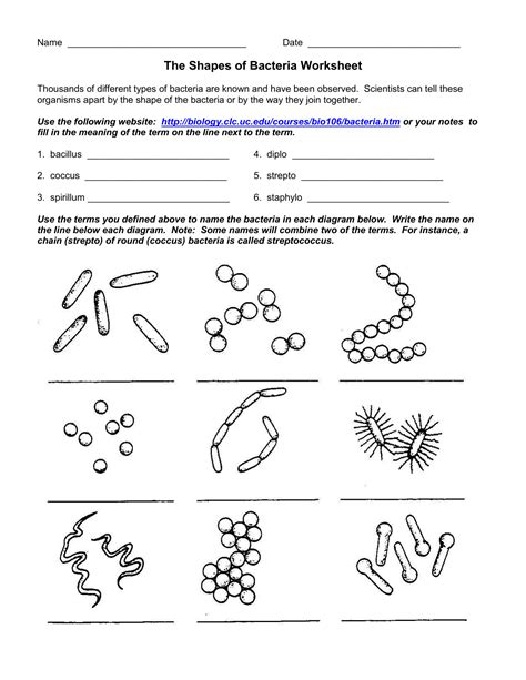 Characteristics Of Bacteria Worksheet