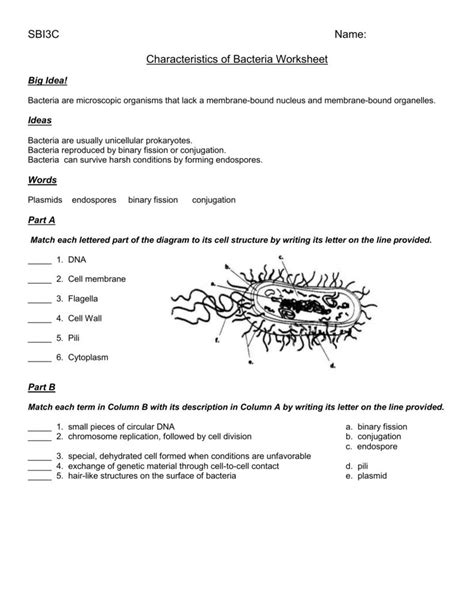 Characteristics Of Bacteria Worksheet Answer Key Bacterial Identification Lab Worksheet Answers - Bacterial Identification Lab Worksheet Answers