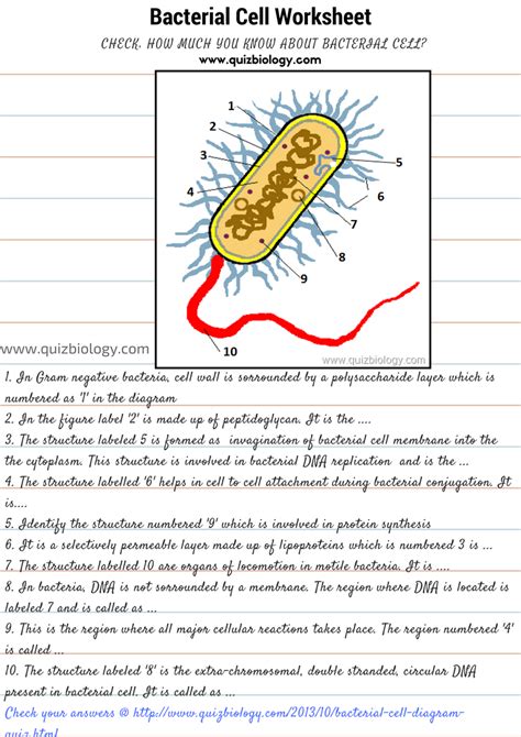 Characteristics Of Bacteria Worksheet Flashcards Quizlet Bacteria Worksheet Answers - Bacteria Worksheet Answers