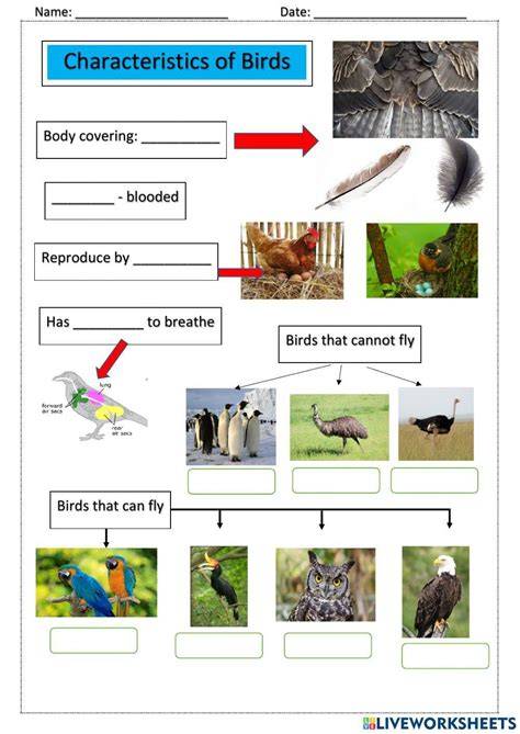 characteristics of birds lab answer key