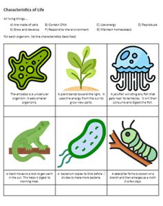 characteristics of life answer key