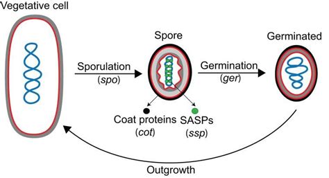 Characterization Of Spore Germination Of A Thermoacidophilic