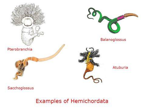 Characters Of Hemichordata