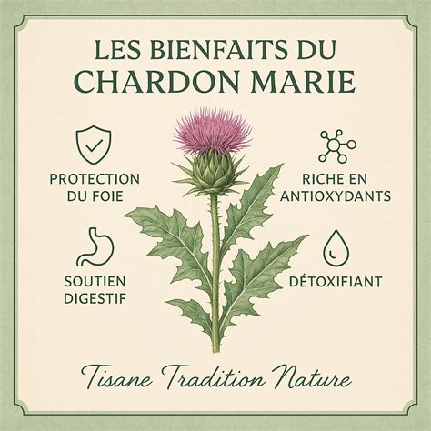 Chardon De Marie