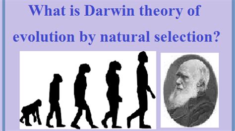 Charles Darwin Theory Of Evolution