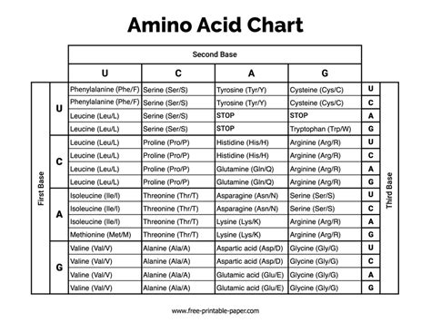 Chart For Amino Acids