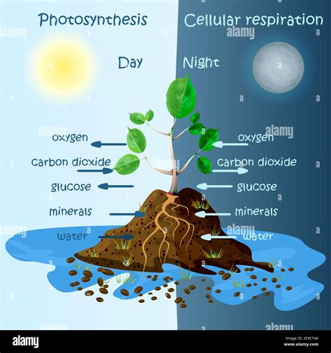 Chart For Photosynthesis