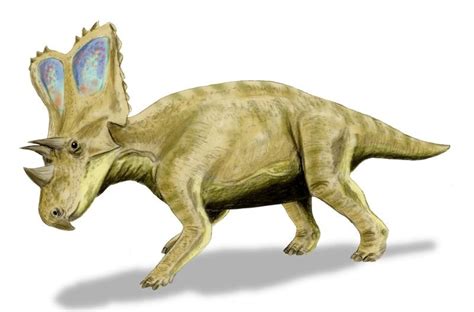 Chasmosaurus Facts And Figures Thoughtco Cashosaurus - Cashosaurus