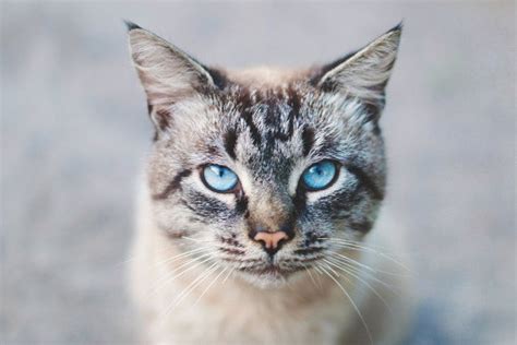 Chat Au Yeux Bleus