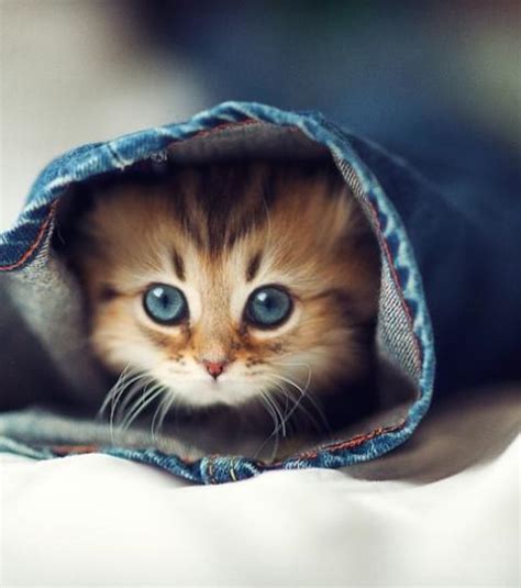 Chat Le Plus Mignon Du Monde