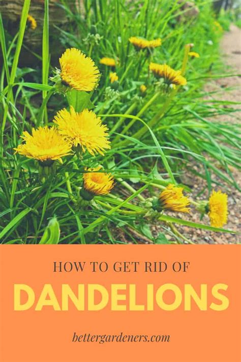 cheapest way to get rid of dandelions