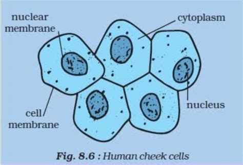 Cheek Cell Diagram