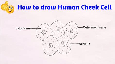 cheek cell diagram labeled