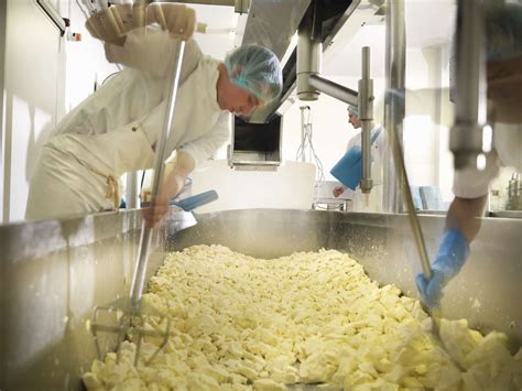Cheese 101 Milk Production Amp Cheesemaking Academy Of Science Of Cheese - Science Of Cheese