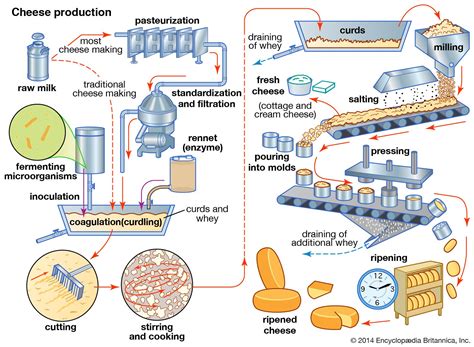Cheese Making Description History Process Steps Curdling Science Cheese - Science Cheese