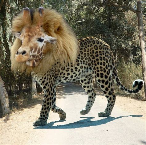 Cheetah And Lion Mix