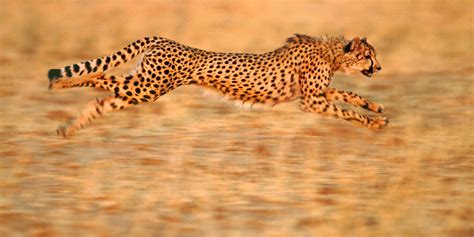 Cheetah Full Speed