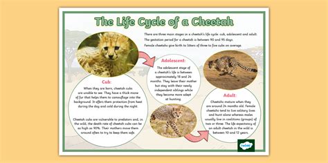 Cheetah Life Cycle
