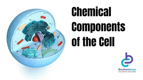 Chemical Composition Of Cells
