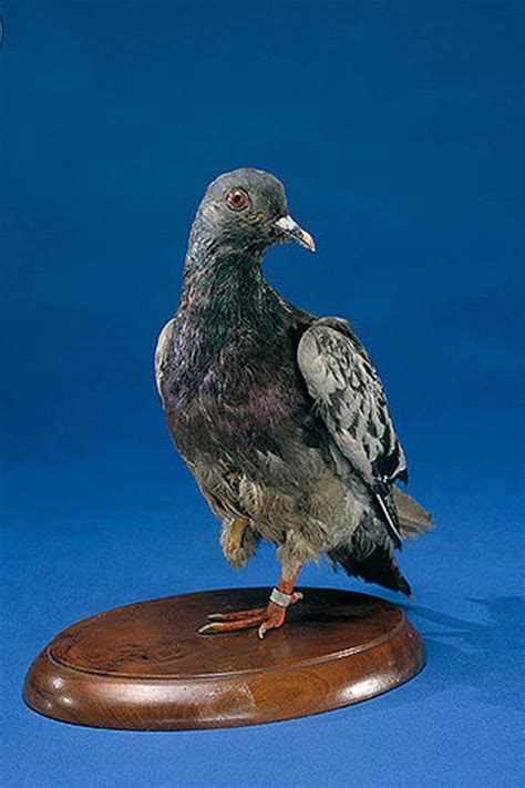 Cher Ami Pigeon