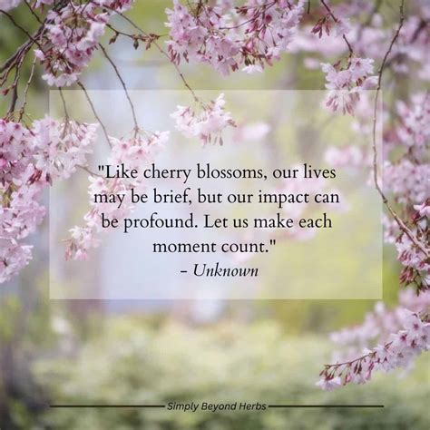 Cherry Blossom Quotes