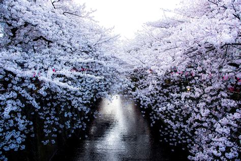 cherry blossoms over winter